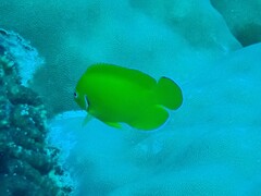 Centropyge cocosensis