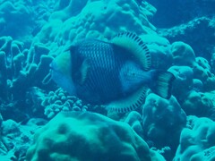 Balistoides viridescens