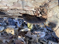 Ischnoderma benzoinum