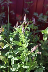 Mentha × piperita