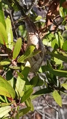 Rothschildia cinctus