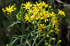 Senecio brasiliensis