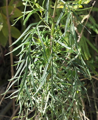 Senecio brasiliensis