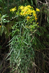 Senecio brasiliensis