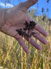 Schoenoplectus californicus