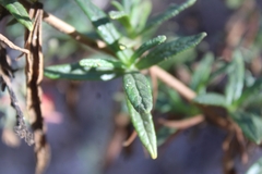 Diplacus