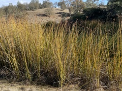 Schoenoplectus californicus