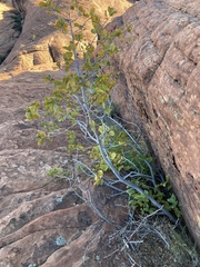 Frangula betulifolia