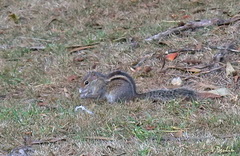 Funambulus palmarum