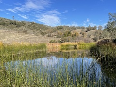 Schoenoplectus californicus