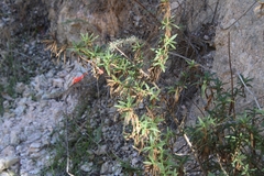 Diplacus
