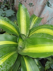 Pandanus amaryllifolius