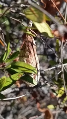 Rothschildia cinctus