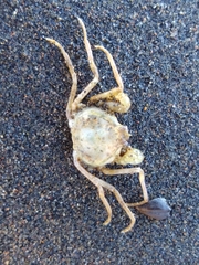 Halicarcinus