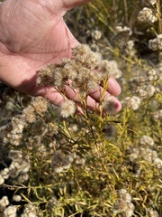 Euthamia occidentalis