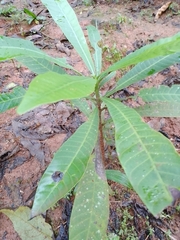Anacardium occidentale