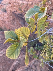 Frangula betulifolia