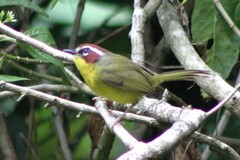 Basileuterus delattrii
