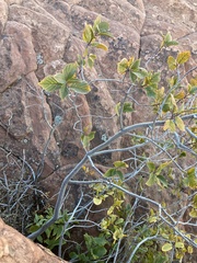 Frangula betulifolia