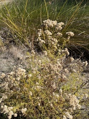 Euthamia occidentalis