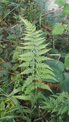 Pityrogramma calomelanos