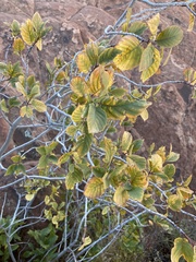 Frangula betulifolia