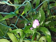Brunfelsia pauciflora