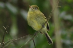 Empidonax flavescens