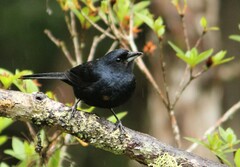 Tachyphonus coronatus