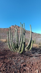 Stenocereus thurberi