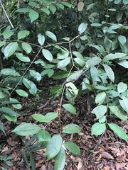 Myrcia