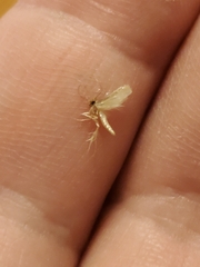 Tineola bisselliella