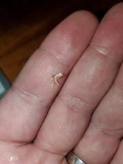 Tineola bisselliella