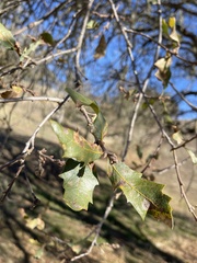 Quercus douglasii
