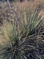 Yucca glauca