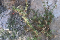 Diplacus