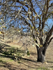 Quercus douglasii