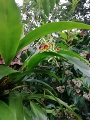 Prosthechea cochleata