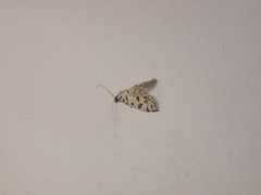 Conchylodes platinalis