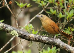 Tachyphonus coronatus