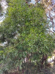 Acacia melanoxylon