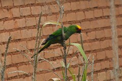 Aratinga auricapillus