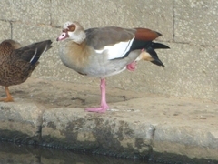 Alopochen aegyptiaca