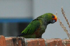 Aratinga auricapillus