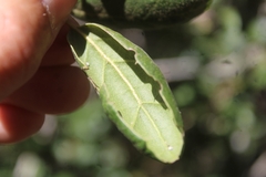 Quercus agrifolia