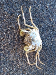 Halicarcinus