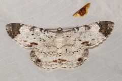 Epimecis