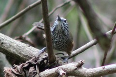 Pheugopedius maculipectus