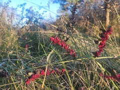 Symphoricarpos orbiculatus