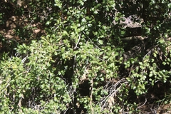 Quercus agrifolia